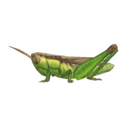 Rice Grasshopper