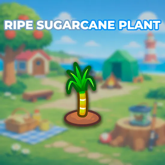 Ripe Sugarcane Plant