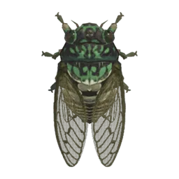 Robust Cicada
