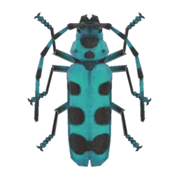 Rosalia Batesi Beetle