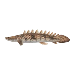 Saddled Bichir