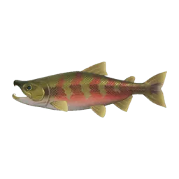 Salmon