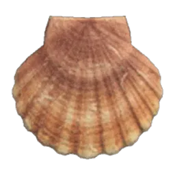 Scallop