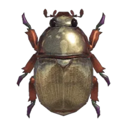Scarab Beetle