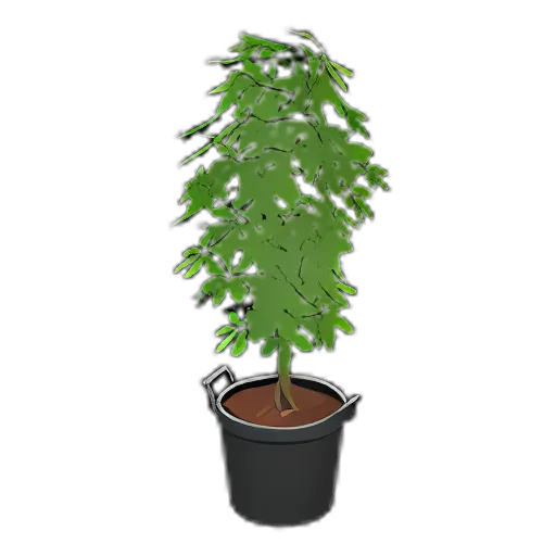 Schefflera