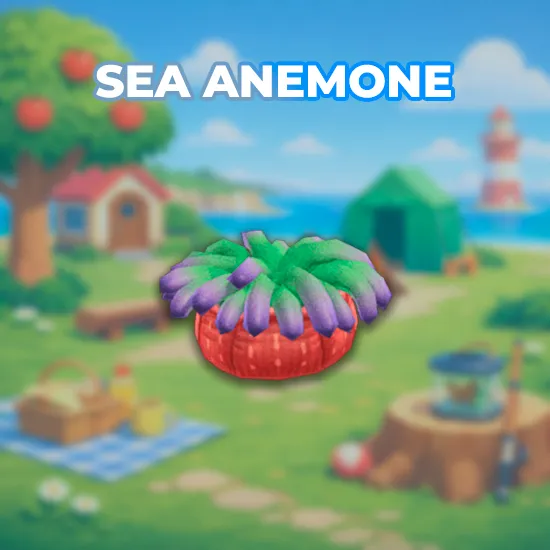 Sea Anemone
