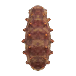 Sea Cucumber