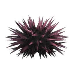 Sea Urchin