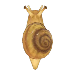 Snail