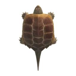 Snapping Turtle