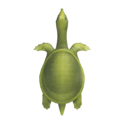 Soft-Shelled Turtle