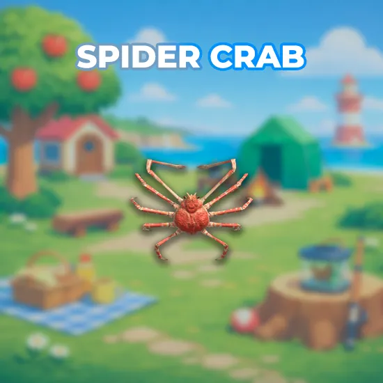 Spider Crab