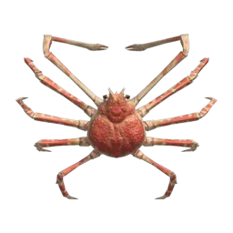 Spider Crab