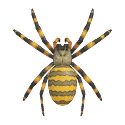 Spider