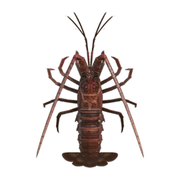 Spiny Lobster
