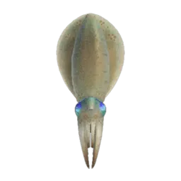 Squid