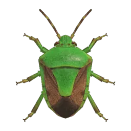 Stinkbug