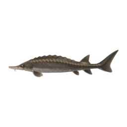 Sturgeon