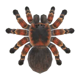 Tarantula