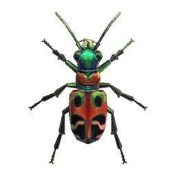 Tiger Beetle