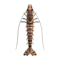 Tiger Prawn