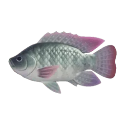 Tilapia