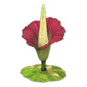 Titan Arum