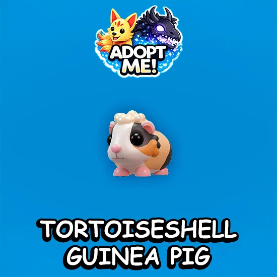 Tortoiseshell Guinea Pig
