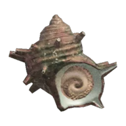 Turban Shell