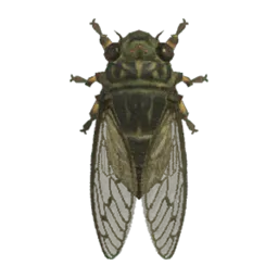 Walker Cicada