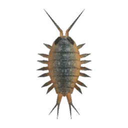 Wharf Roach