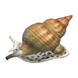 Whelk