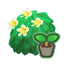 White-Plumeria Start