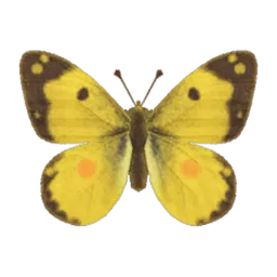 Yellow Butterfly