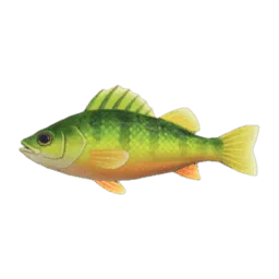 Yellow Perch