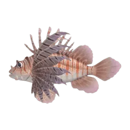 Zebra Turkeyfish