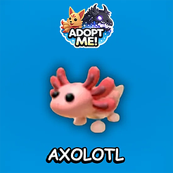 Axolotl